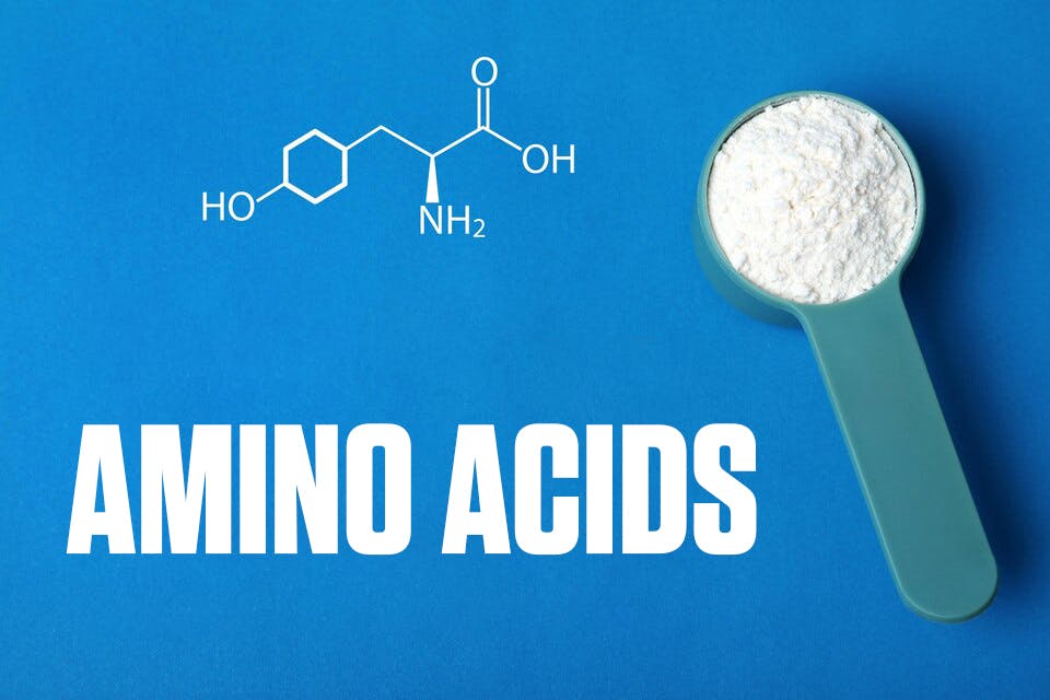 importance and benefits of amino acids and protein in whey protein